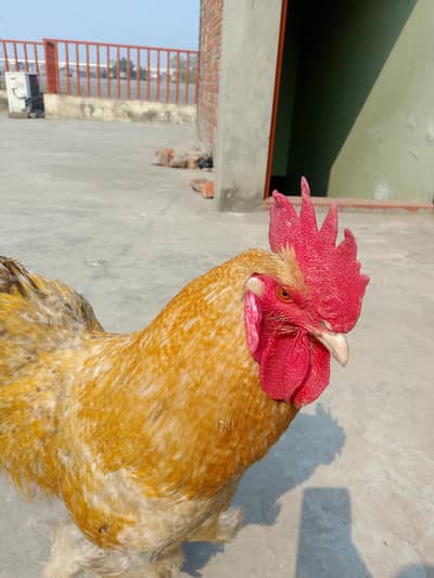 Golden buff male 2 piece misri cross