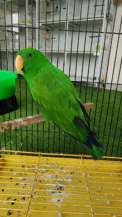 eclectus