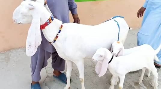 2 bacchon wali bakri for sale call:+03460421993