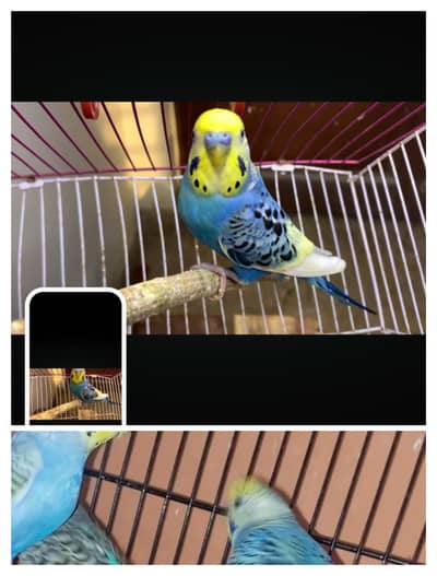 sale gold n need budgies