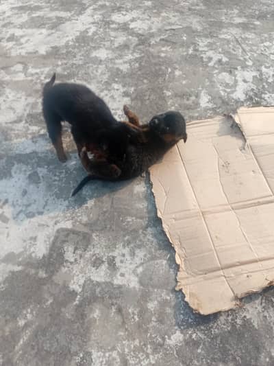 German shapard pair for sale