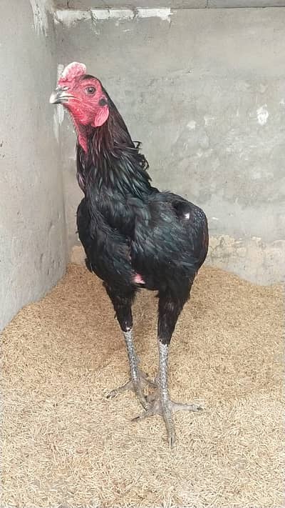 Premium Aseel Thi Rooster 1.5 Year | Pure Bloodline | Lahore | Thi