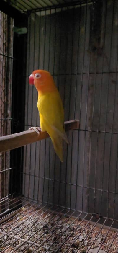 parrots (different breeds)