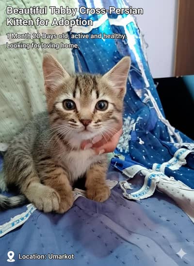 Beautiful Tabby Cross-Persian Kitten for Adoption