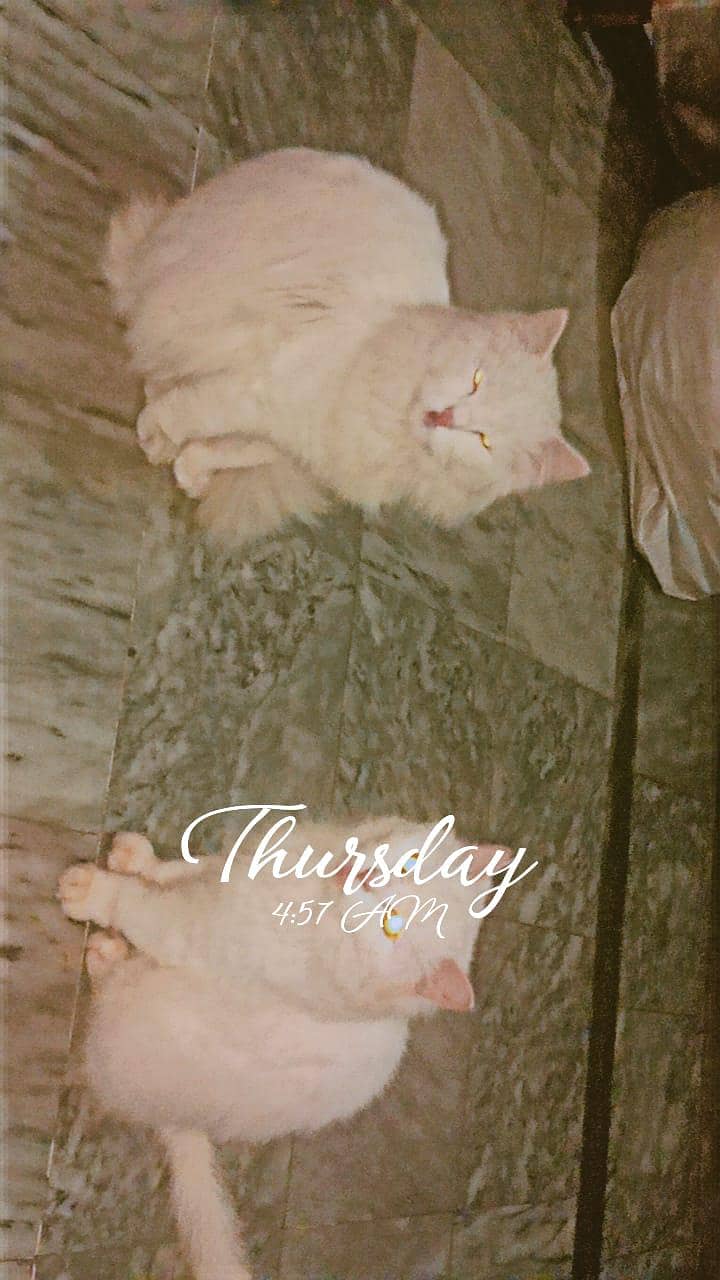 #kitten #persian #vaccinated 0