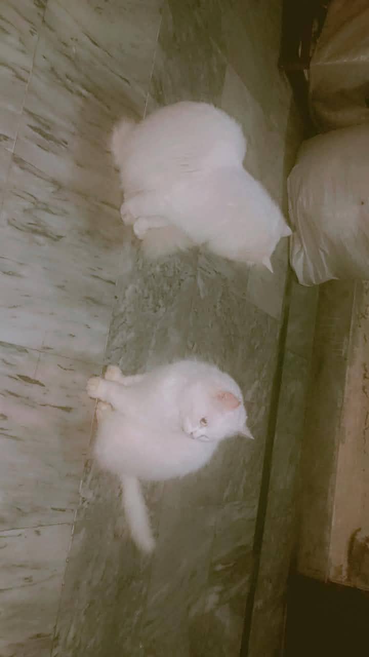 #kitten #persian #vaccinated 1