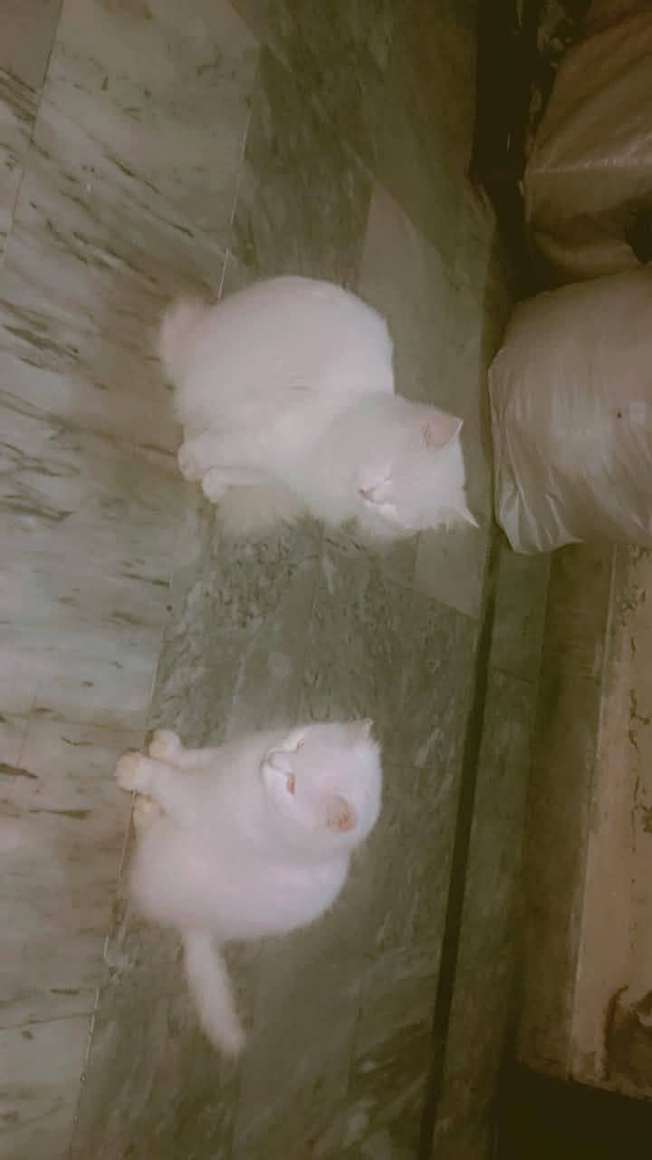 #kitten #persian #vaccinated 2