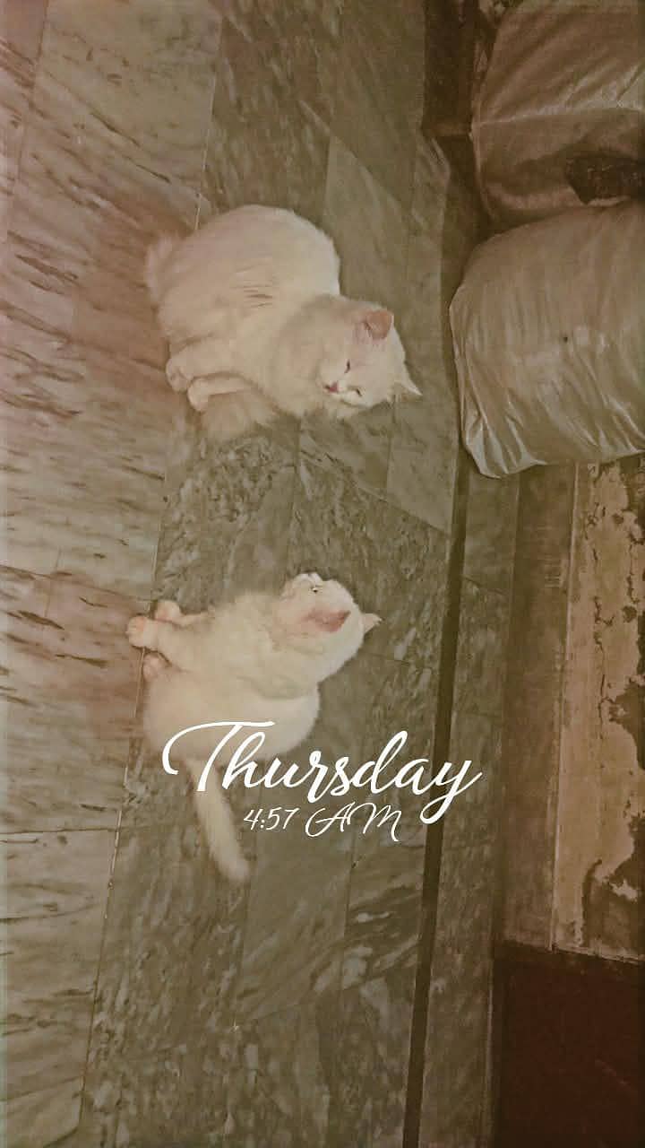 #kitten #persian #vaccinated 3