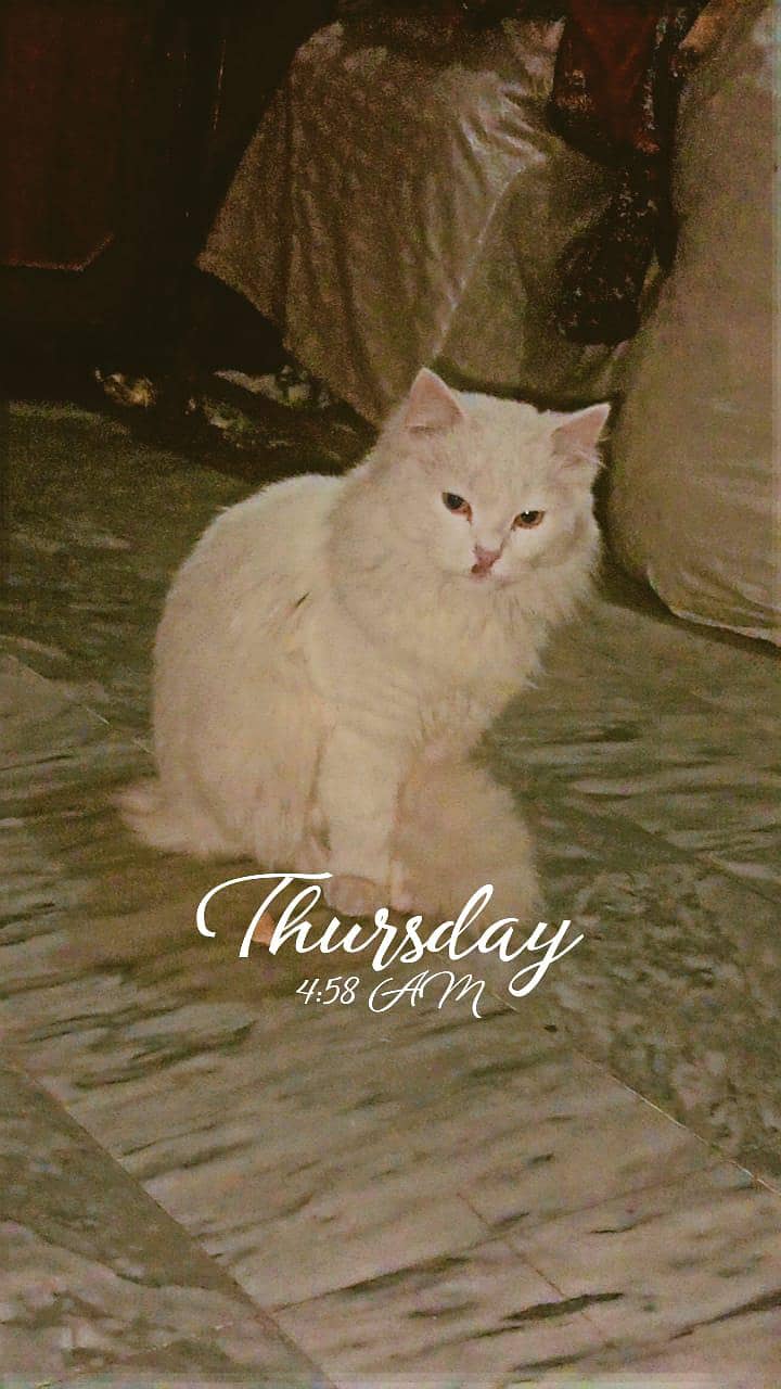 #kitten #persian #vaccinated 4