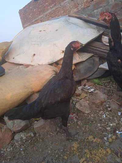 vilayati Patti for sale Nashik red