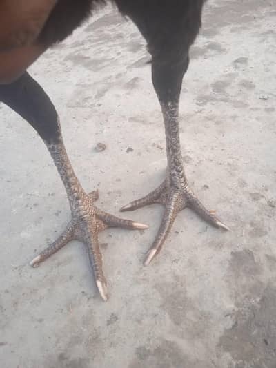 vilayati Patti for sale Nashik red