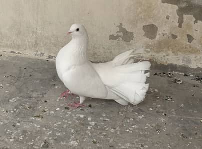 Indian laka male fancy kabooter