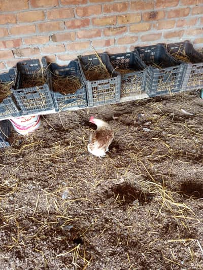 golden misri Australorp egg laying hen for sale