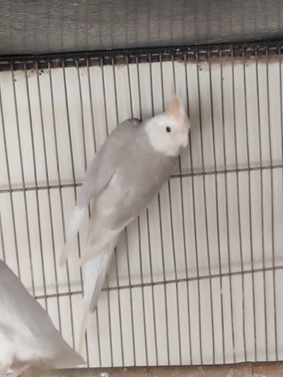 Eno pied breeder male