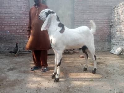 goat breeder for sale goat sale hight 39