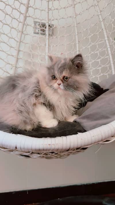 Beautiful Triple coated Persian Female Kitten For Sale
