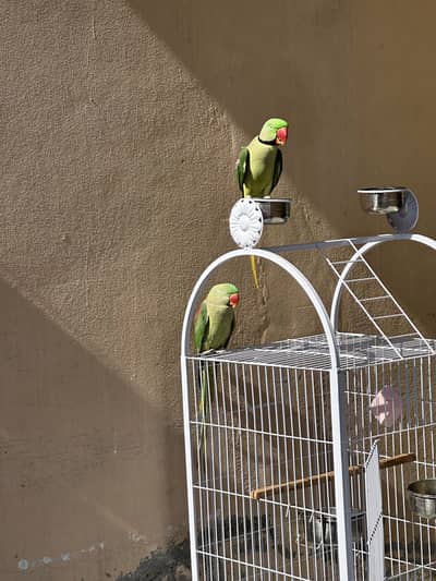 Green breeder pair