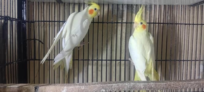 cocktail breader pair healthy activite