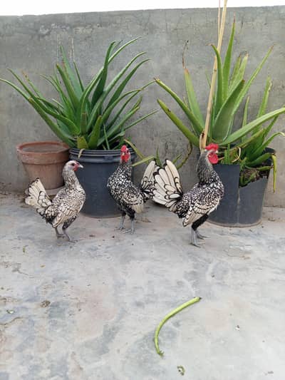 silver sebright breeder pair