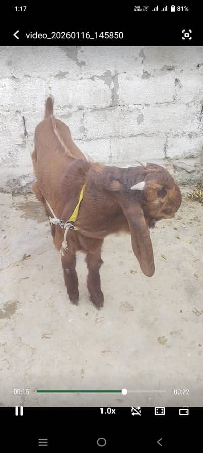 breeder quality bakra for sale in Taxila 8maa