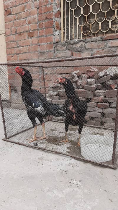 Valati PAIR FOR SALE