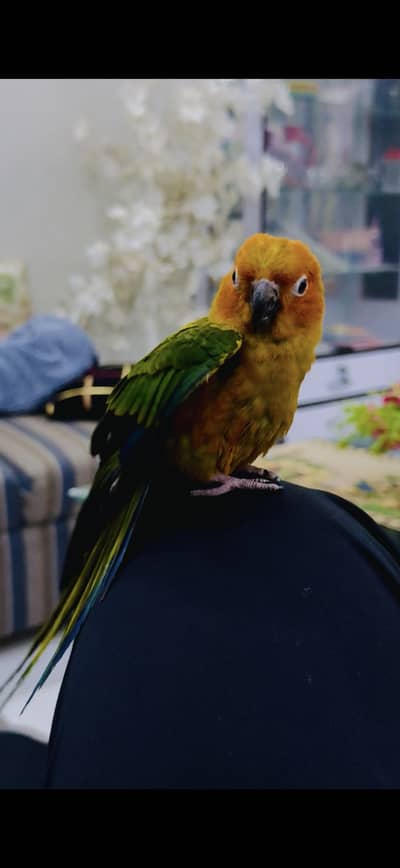 Sun Conure