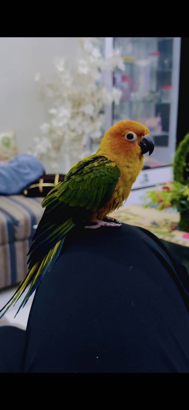 Sun Conure 1