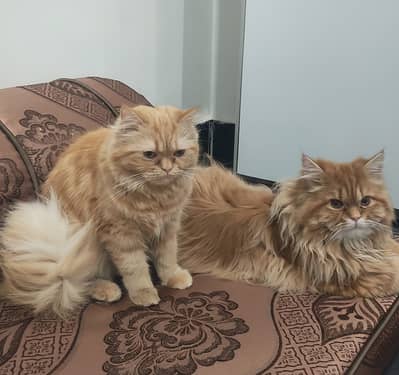 Persian Cats Pair For Sale