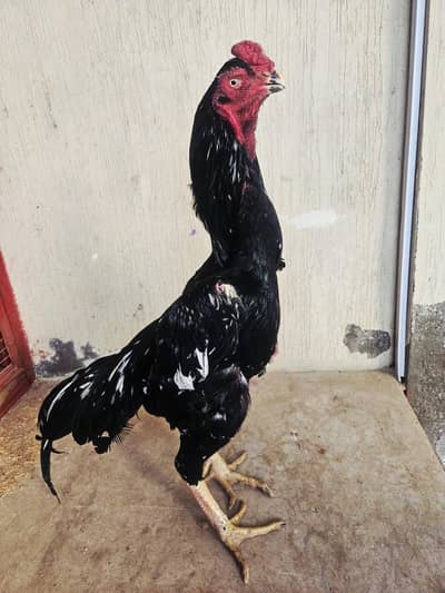 pure shamo male super quality