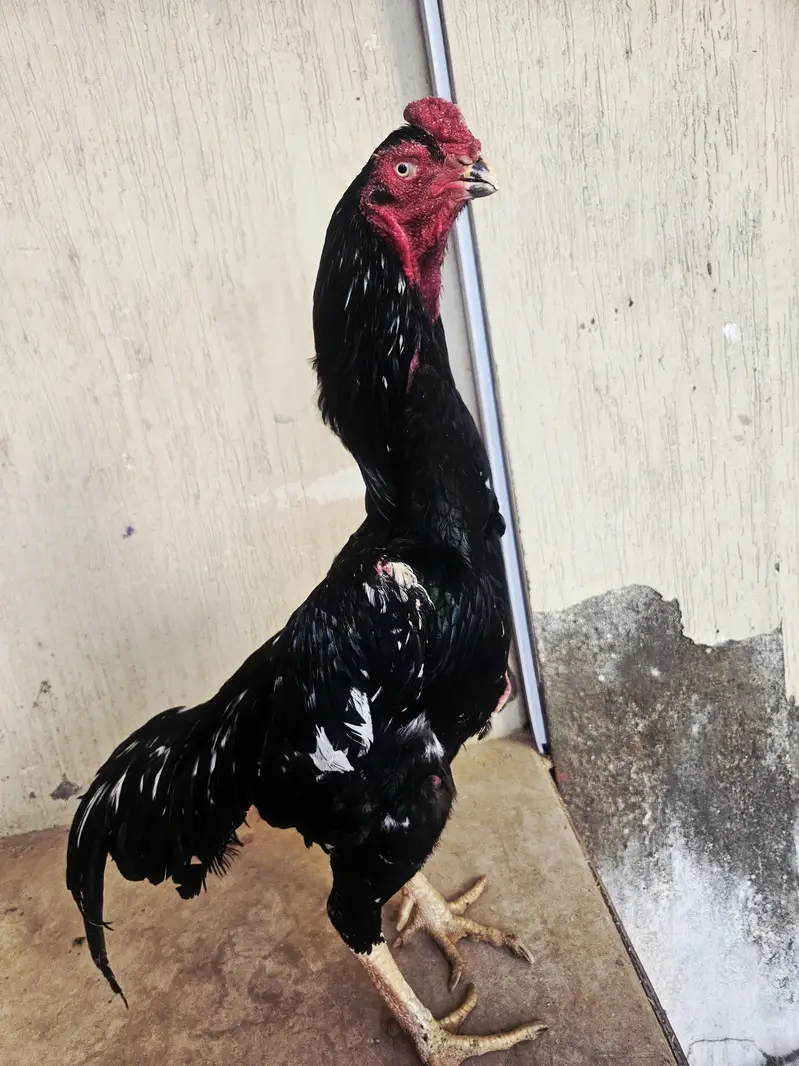 pure shamo birds — photo 2
