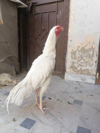 Aseel setup for sale