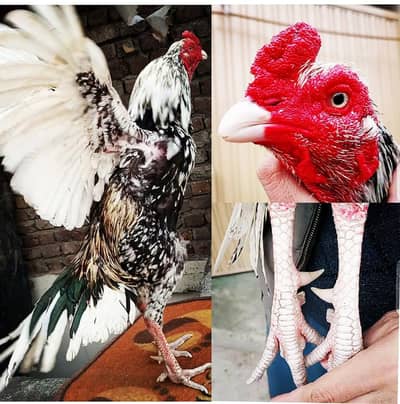 chena patha + lasssani breeder