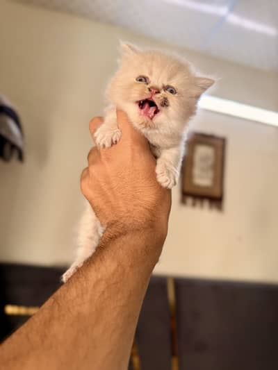 Persian Kittens Punch Face Tripple coated
