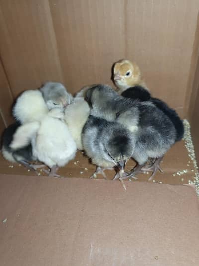 Aseel mianwali chicks. ( 9.  choozay ).