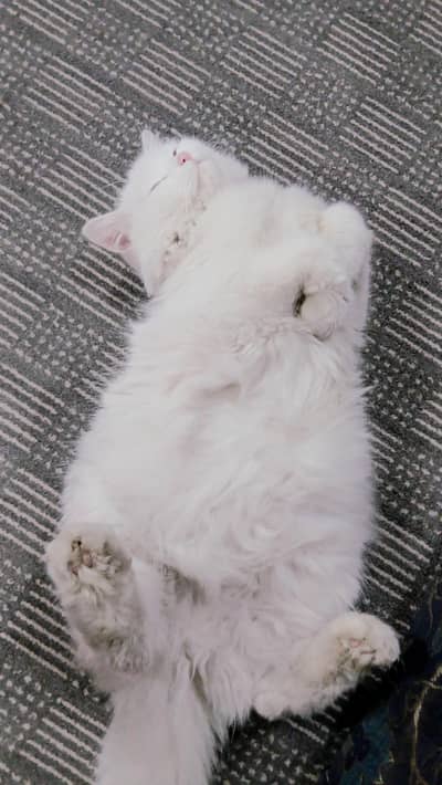 pure white  cat