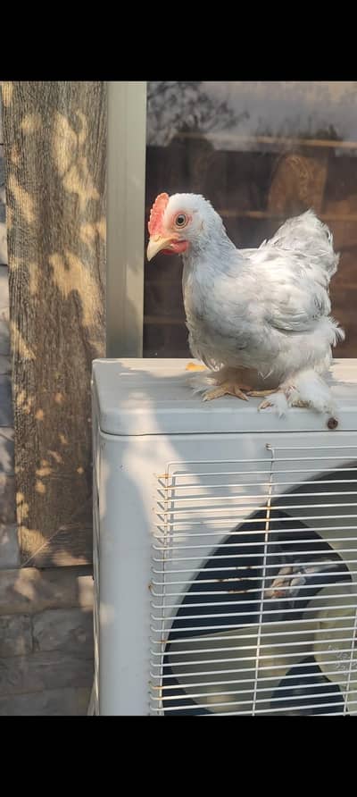blue molted  bantam 2 males