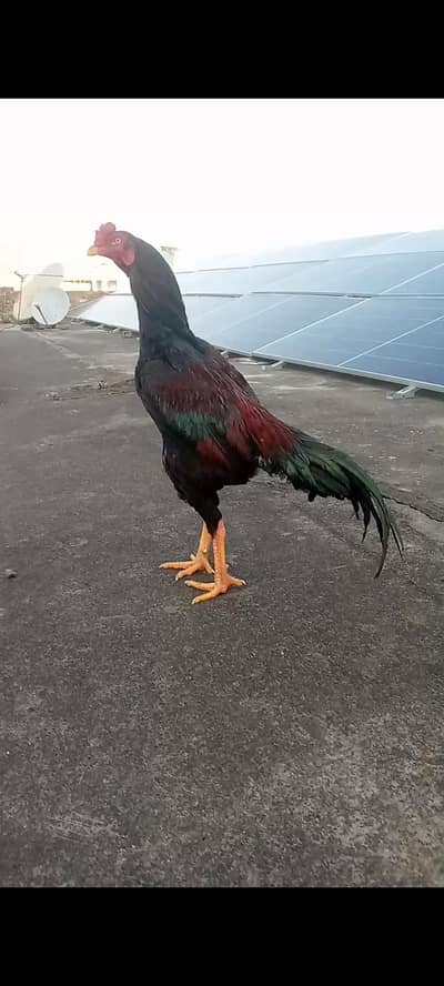 high quality patha for sale