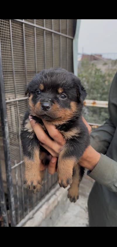 Rottweiler Female puppies