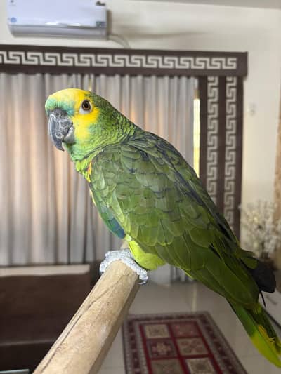 orange winged amazon