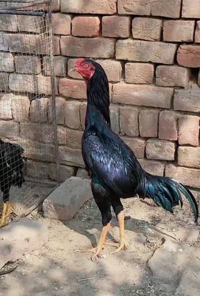 mushka lassni patha for sale