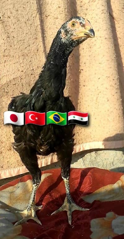 Japanese Shamo X Pakko Female