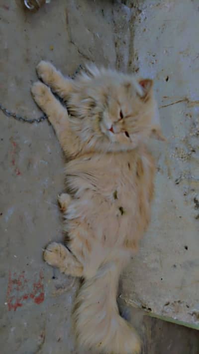 Persian cat male for sale