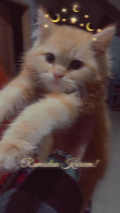 Persian Kitten Femalw