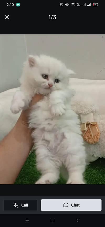 PERCIAN PUNCH FACE CAT BABY