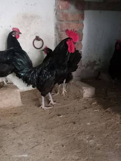 Australorp foyoumi RIR