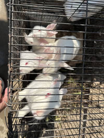 Red eyes Rabits pairs with 4 sons