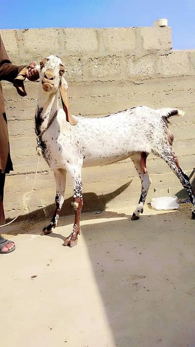 makki cheni Gabbn bakri