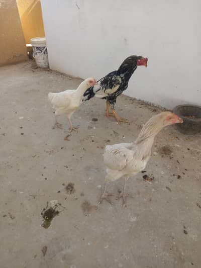 1 cheena murgha 1 hera madi and 1 boskie madi