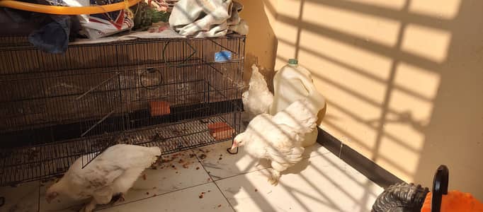 sell White buff pair