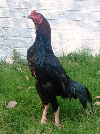 Thai Shamu cross ha. long hight beautiful shine real buyer contact kry